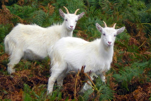 Young Goats on Holy Isle, Isle of Arran